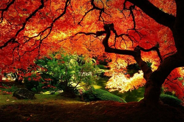 A tree in the autumn forest with fiery leaves