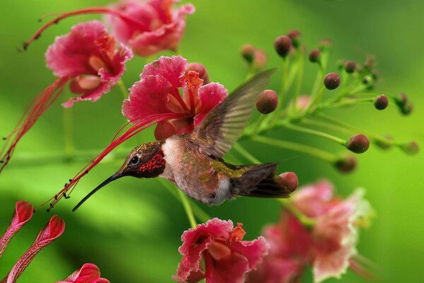 A bird sits on a flower