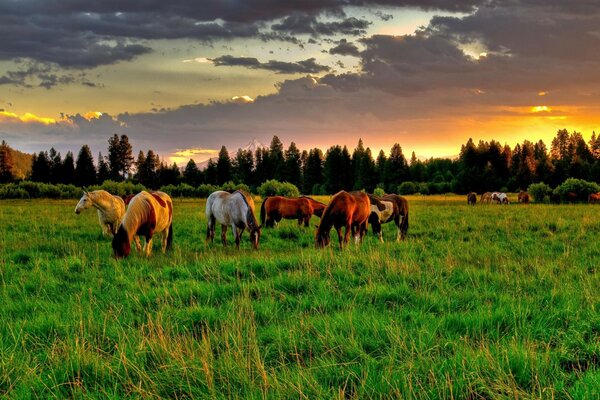 Beautiful horses on a green pasture