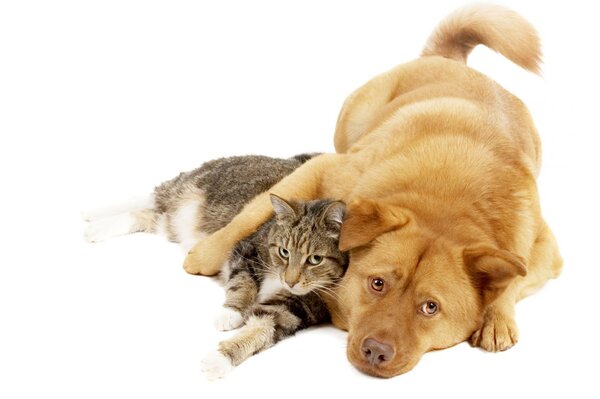 可爱的动物狗和猫躺在一起