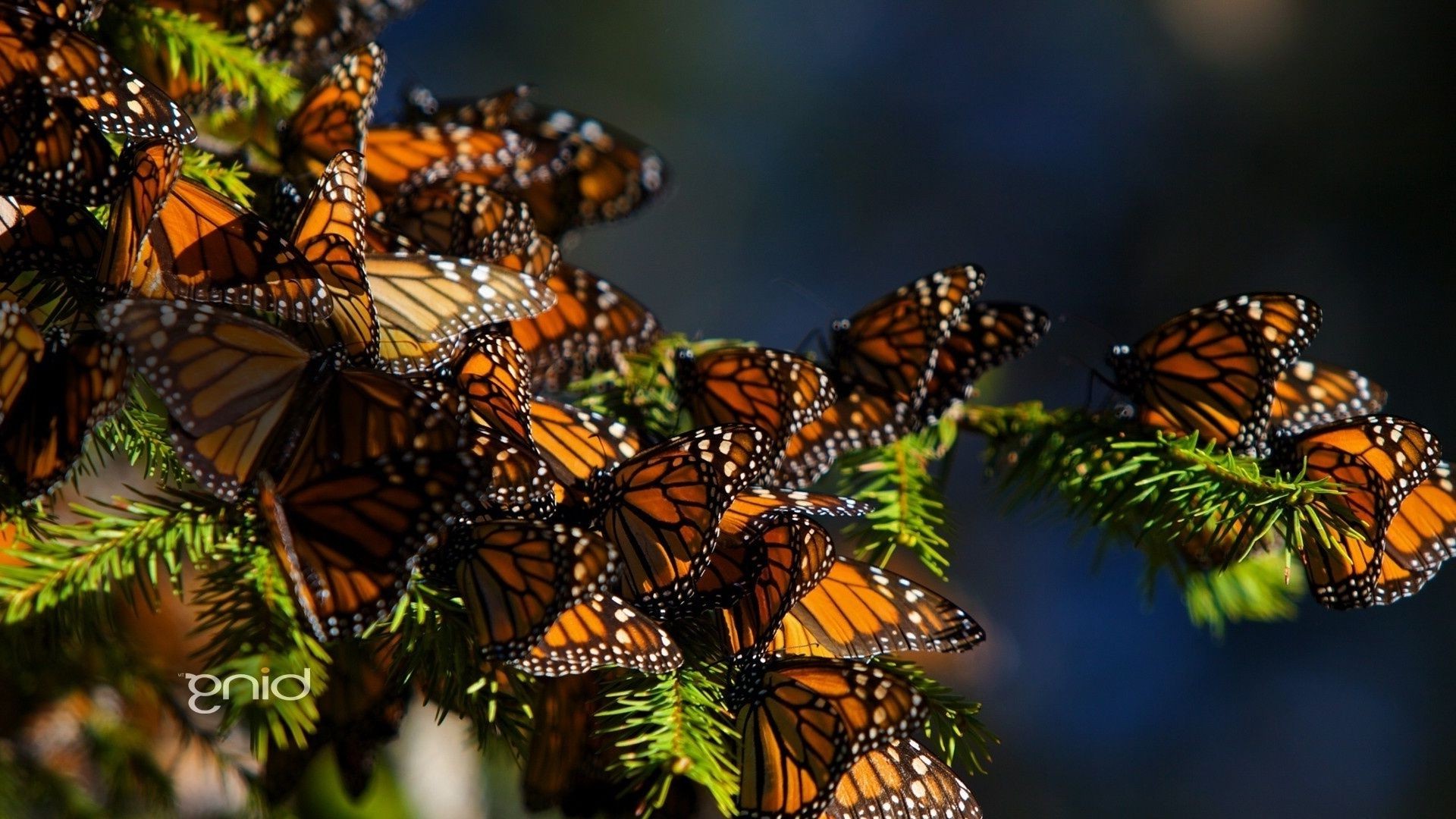 animales mariposa insecto naturaleza monarca al aire libre invertebrados vida silvestre ala suave animal volar metamorfosis verano jardín lepidópteros color flor polilla biología