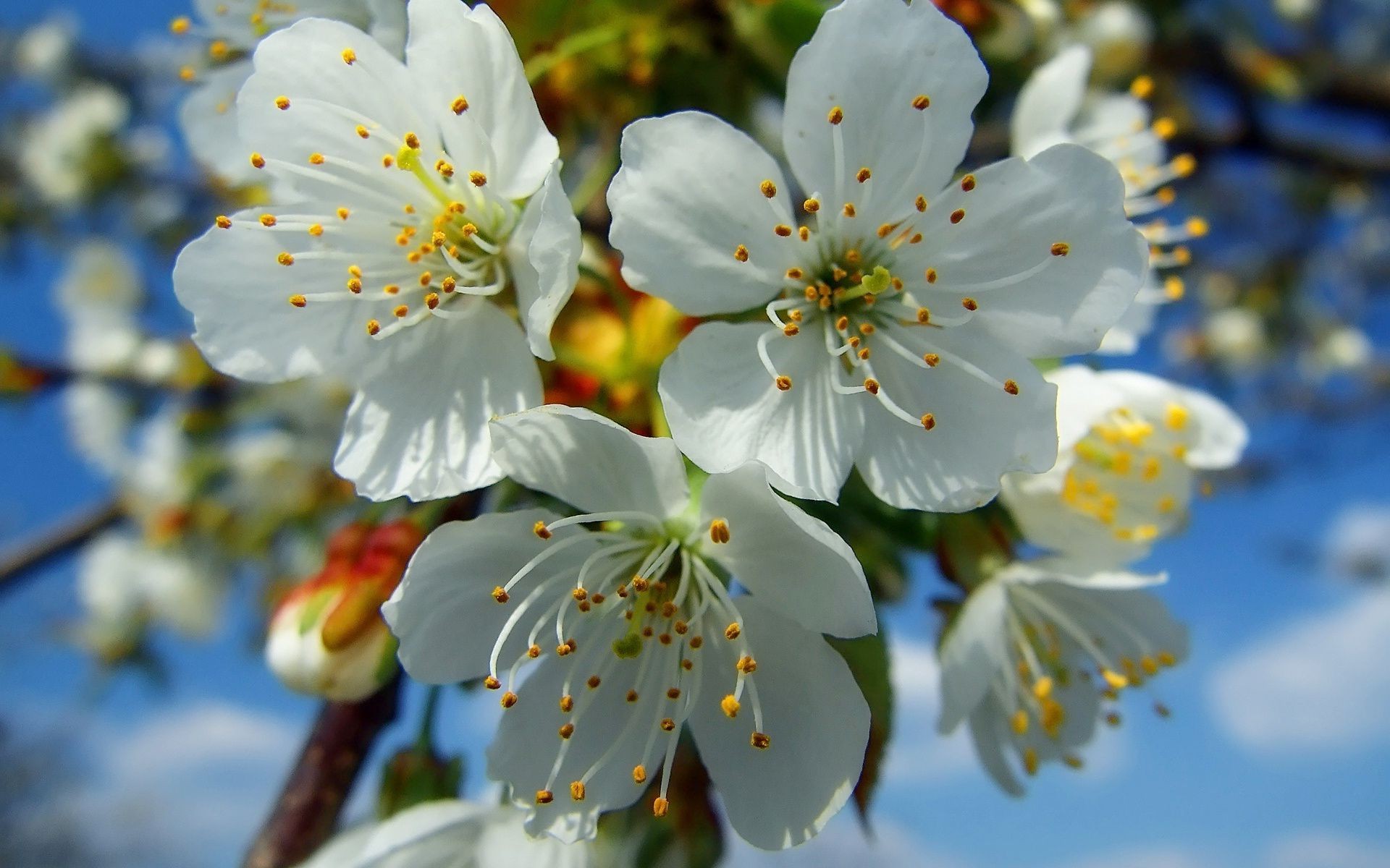 primavera flor cereja árvore natureza maçã ramo flora jardim folha blooming pétala ameixa ao ar livre crescimento amigo floral temporada