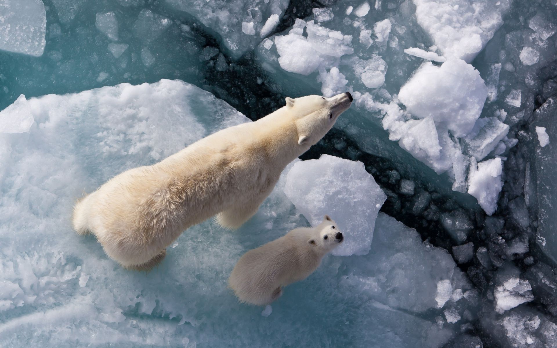 niedźwiedzie śnieg zima mroźny lód zimno mrożony na zewnątrz mróz ssak światło dzienne woda polarny natura pogoda jeden zmiany klimatu