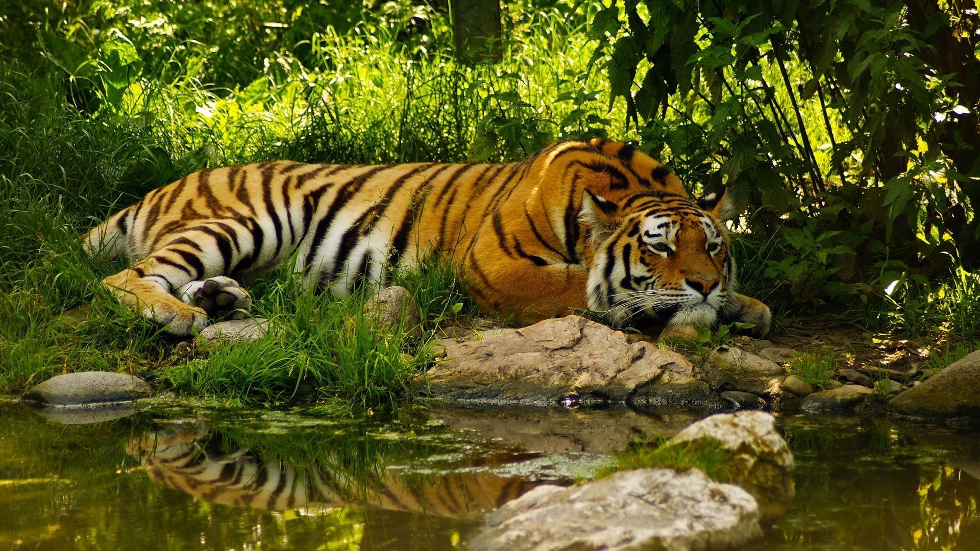 tigers tiger wildlife cat mammal jungle zoo predator hunter staring stripe safari wild aggression fur carnivore danger animal angry nature