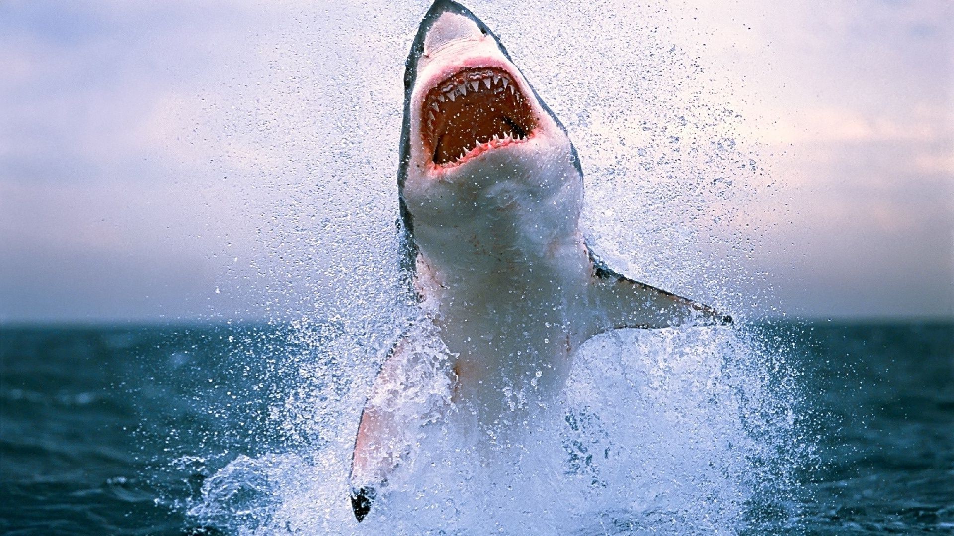 animals water ocean sea underwater swimming splash one fish shark wet water sports outdoors beach fin