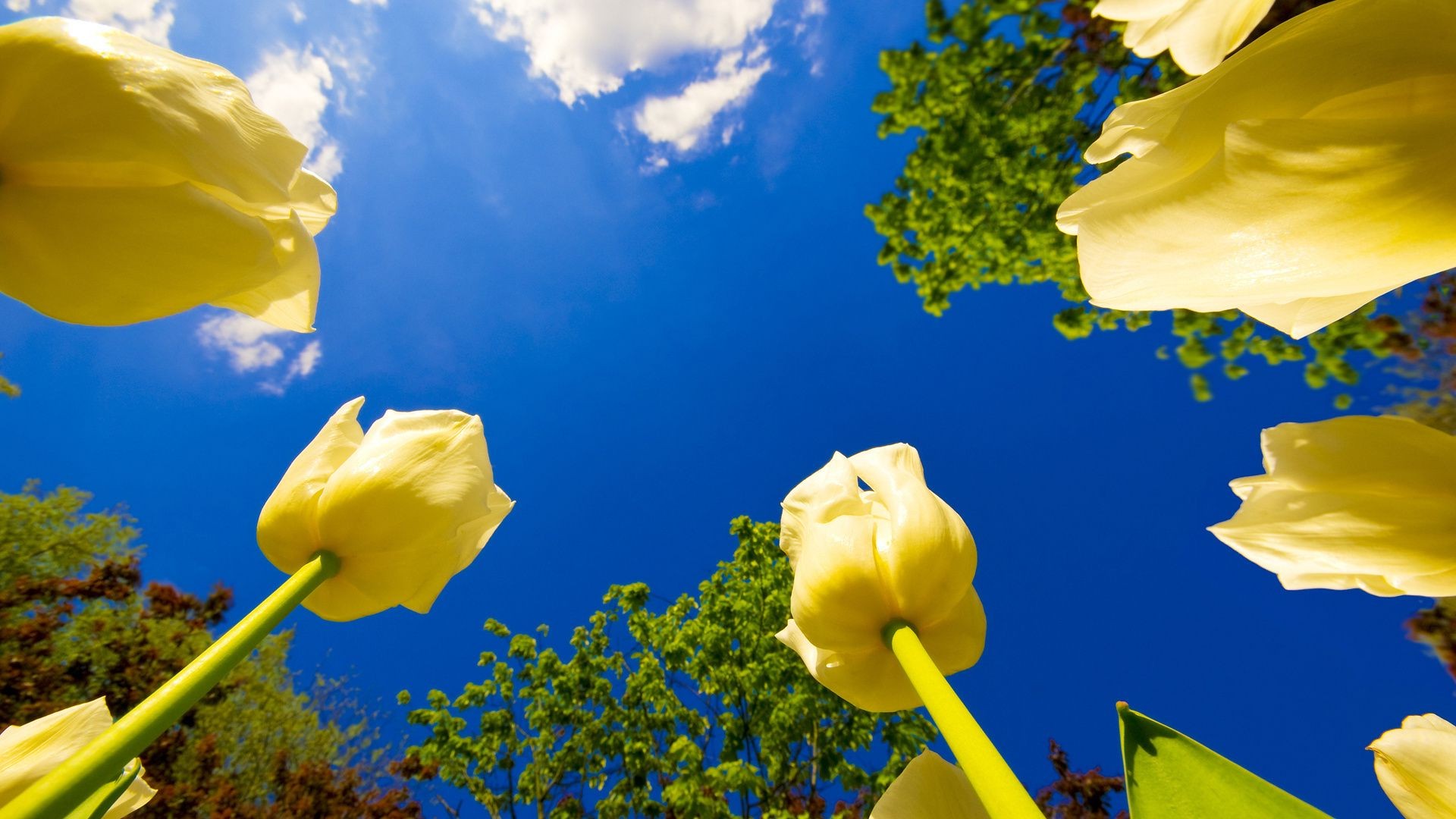 blumen natur himmel blume hell sommer blatt gutes wetter sonne flora im freien farbe