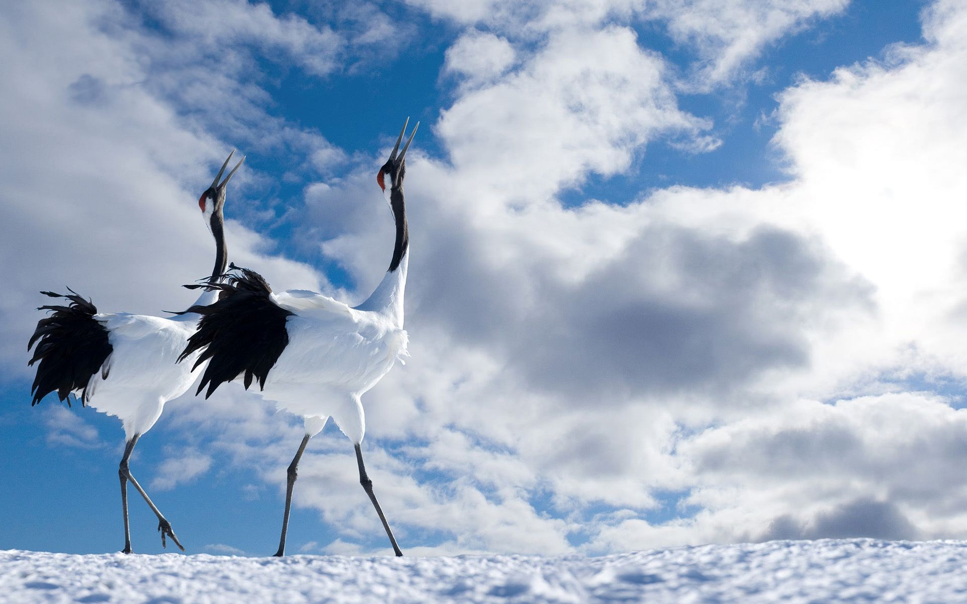 animali natura cielo uccello all aperto volo estate paesaggio inverno bel tempo