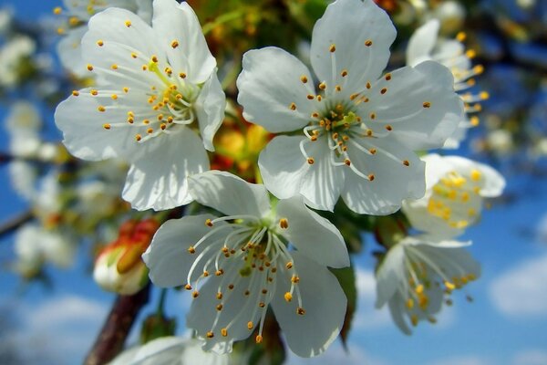 Kirsche im Frühling: weiße Blüten