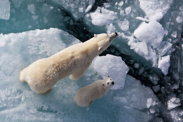 Oso y oso en la Pesca de invierno