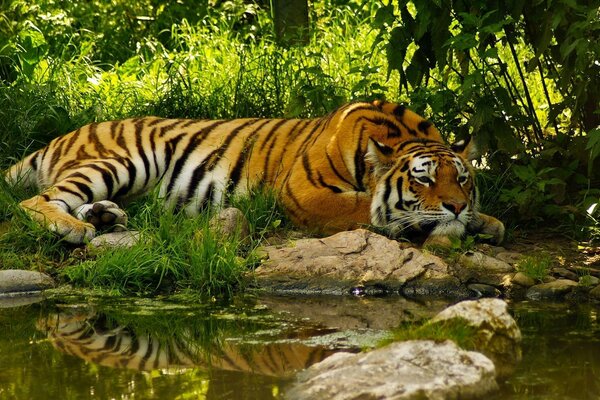 Tigre au repos près de l étang