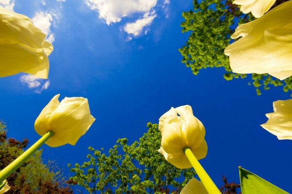 Tulipani gialli luminosi su uno sfondo di cielo blu