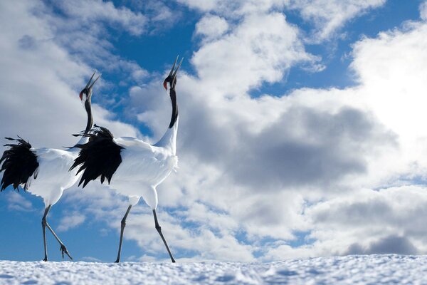 Animali sulla neve su uno sfondo di cielo blu con nuvole