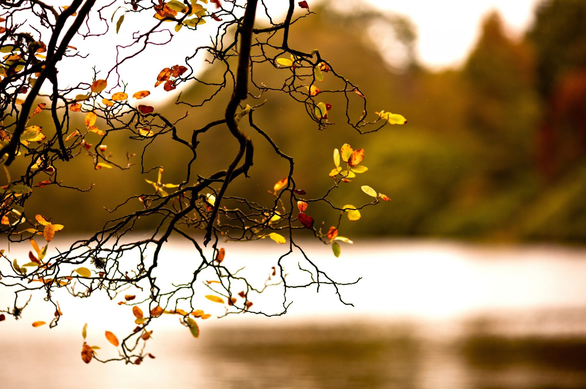 arbres arbre automne nature soleil branche feuille aube beau temps à l extérieur saison coucher de soleil paysage bois or lumière bureau couleur flou hiver