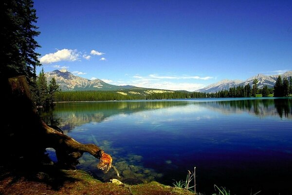 River landscape. Mountains. Trees. Reflection of flora in water