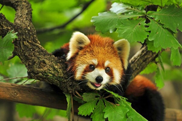 Petit animal mignon sur une branche parmi les feuilles