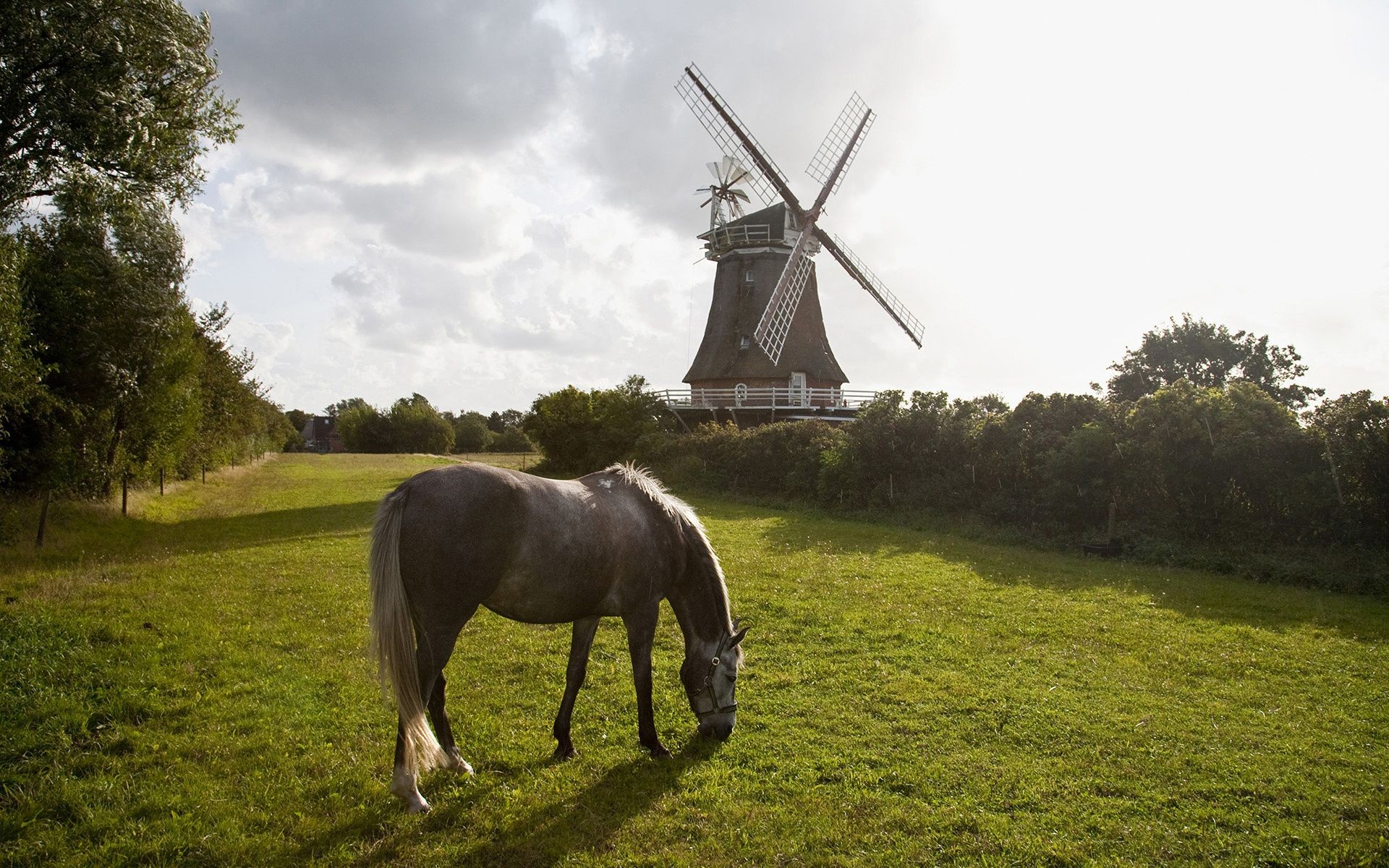 horses farm grass agriculture windmill field landscape hayfield rural outdoors nature countryside pasture cavalry