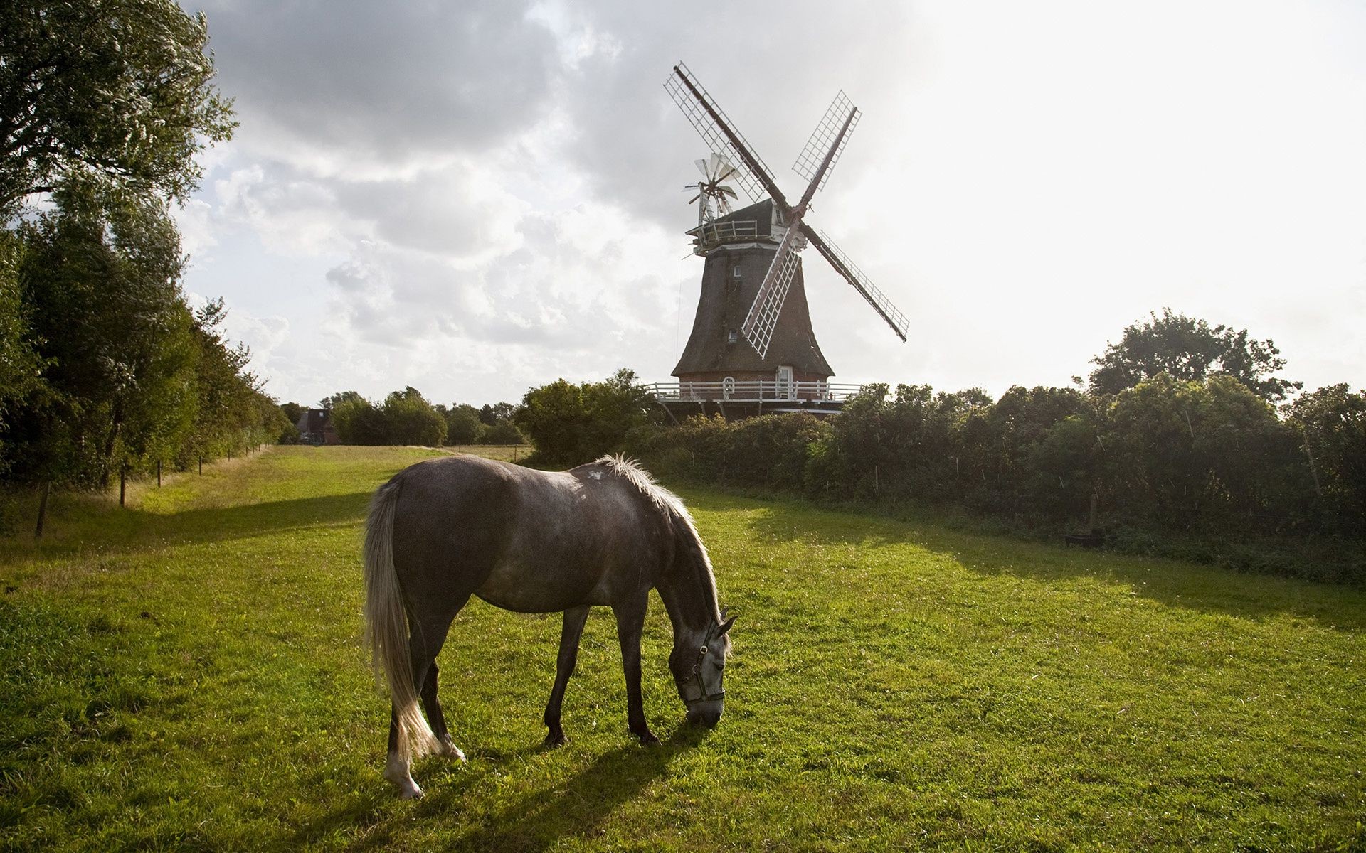 pferde bauernhof gras landwirtschaft windpocken feld landschaft heuhaufen des ländlichen im freien natur landschaft weide kavallerie