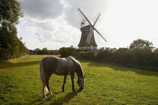 Pferd Natur Mühle Gras Bäume