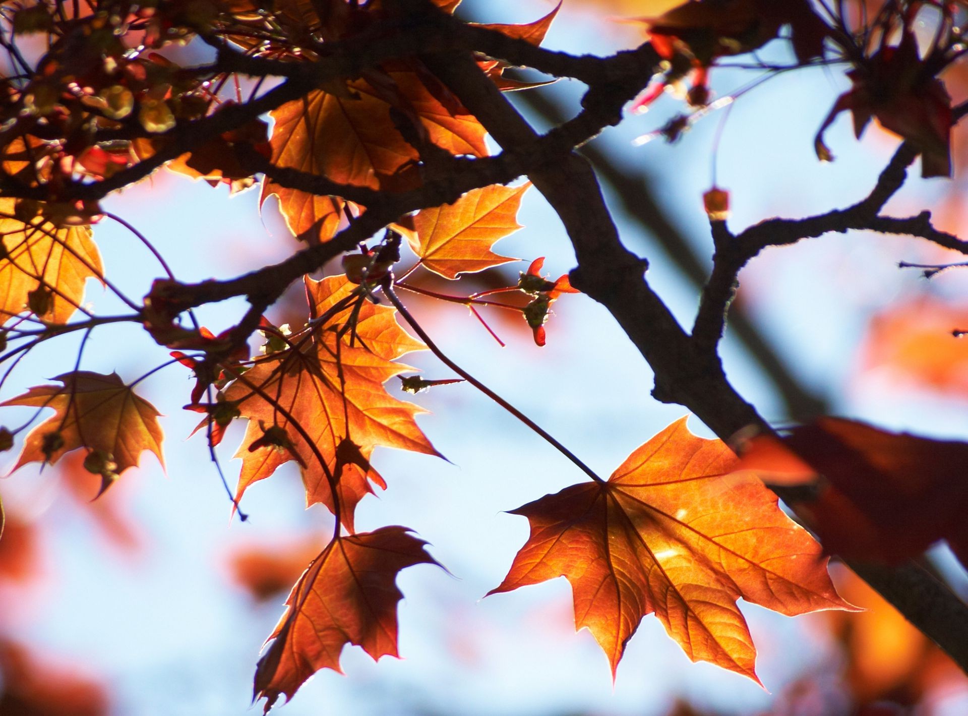 blätter blatt herbst ahorn baum hell saison filiale natur farbe flora gutes wetter im freien park