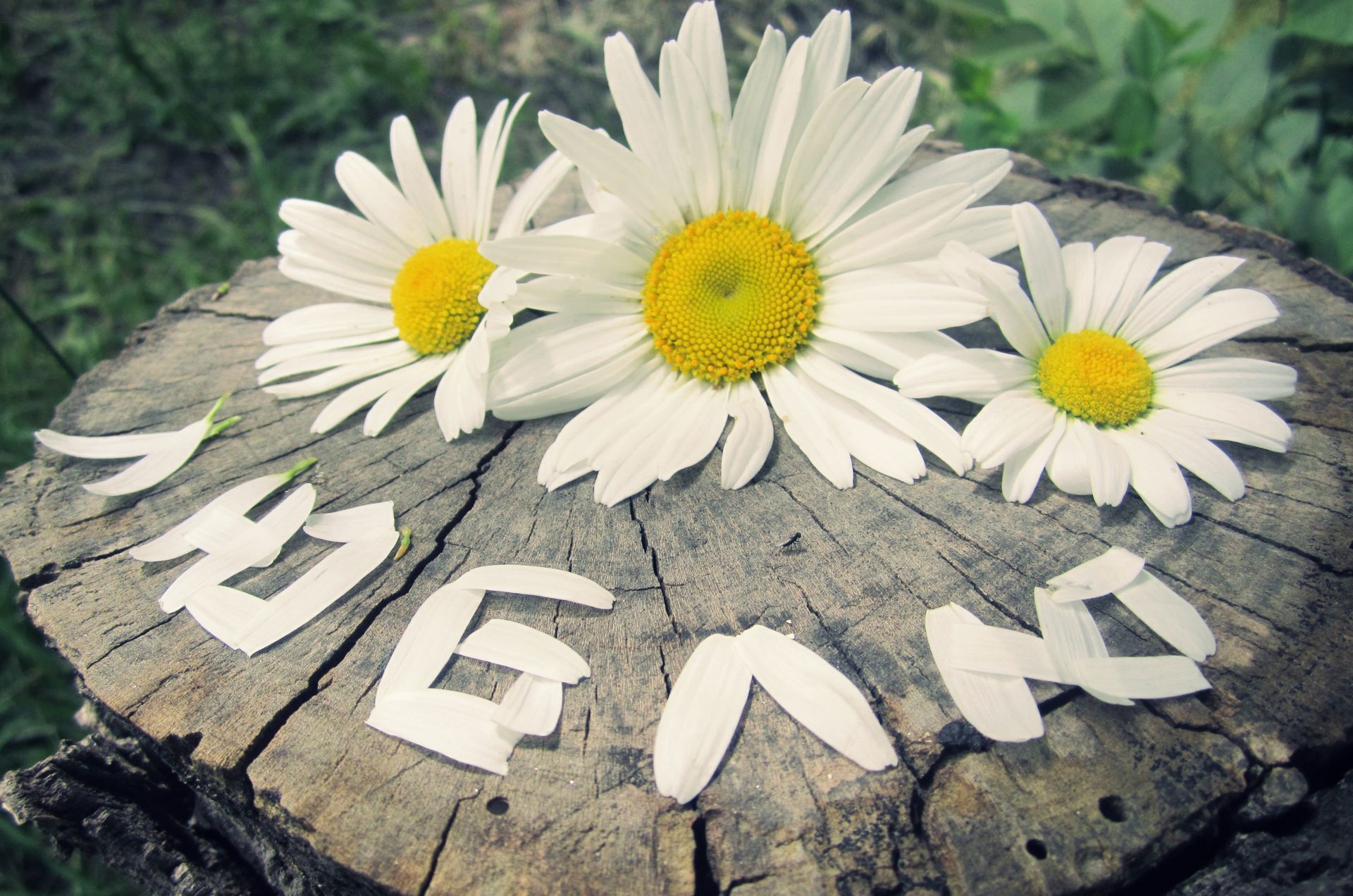 letras naturaleza verano flor flora jardín hoja hermosa color al aire libre bluming escritorio floral pétalo brillante hierba temporada primer plano sol