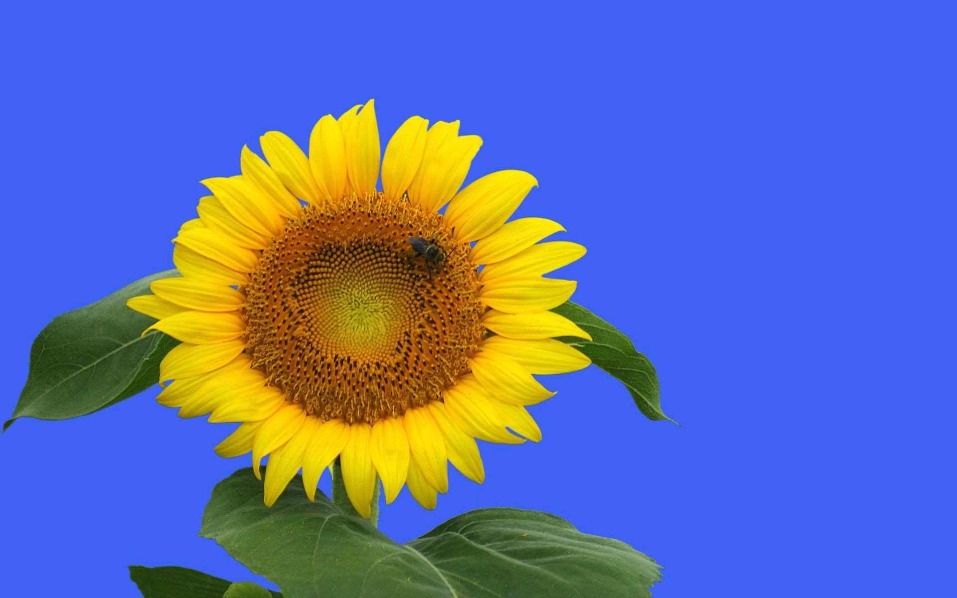 fiori natura flora estate foglia luminoso girasole fiore crescita bel tempo sole