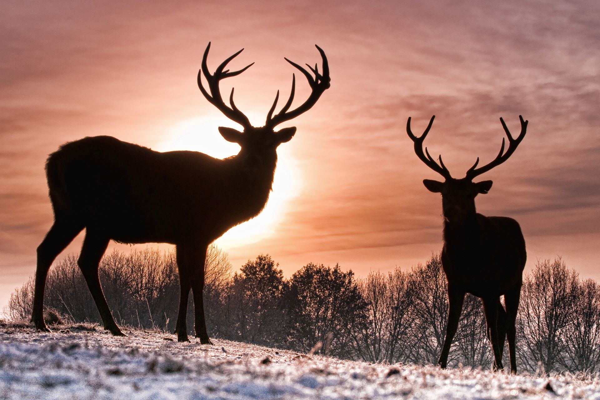 deer moose antler mammal buck stag wildlife reindeer rut bull grass animal rack velvet