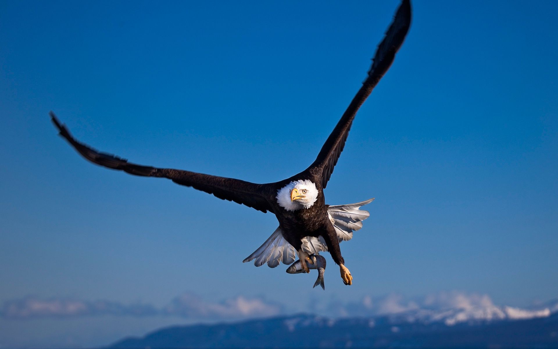 animals bird raptor eagle flight sky wildlife nature outdoors freedom wing bald eagle fly