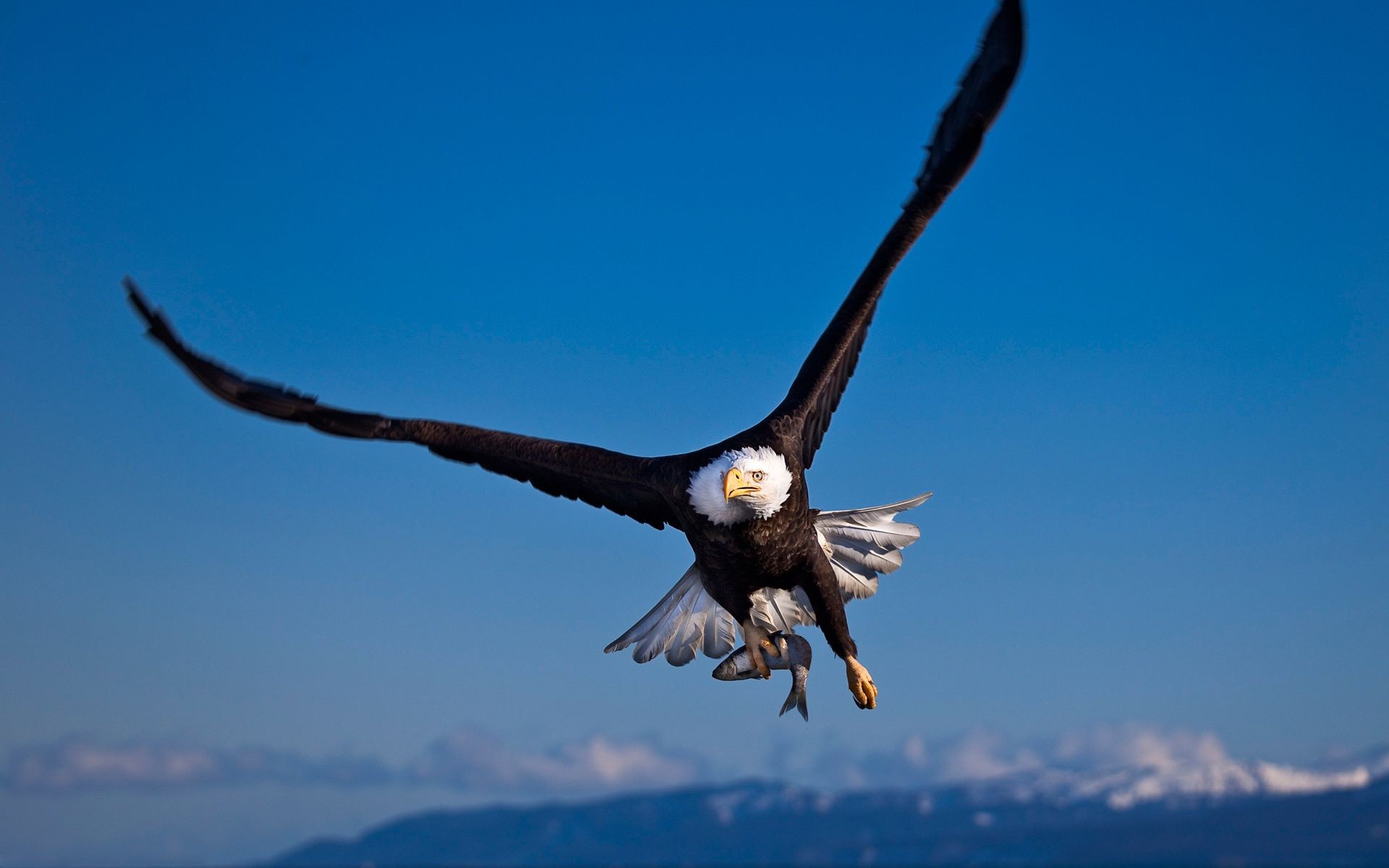 animais pássaro raptor águia voo céu vida selvagem natureza ao ar livre liberdade asa águia de cabeça branca voar