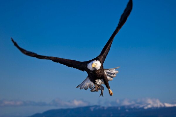 Pájaro en lo alto de las montañas