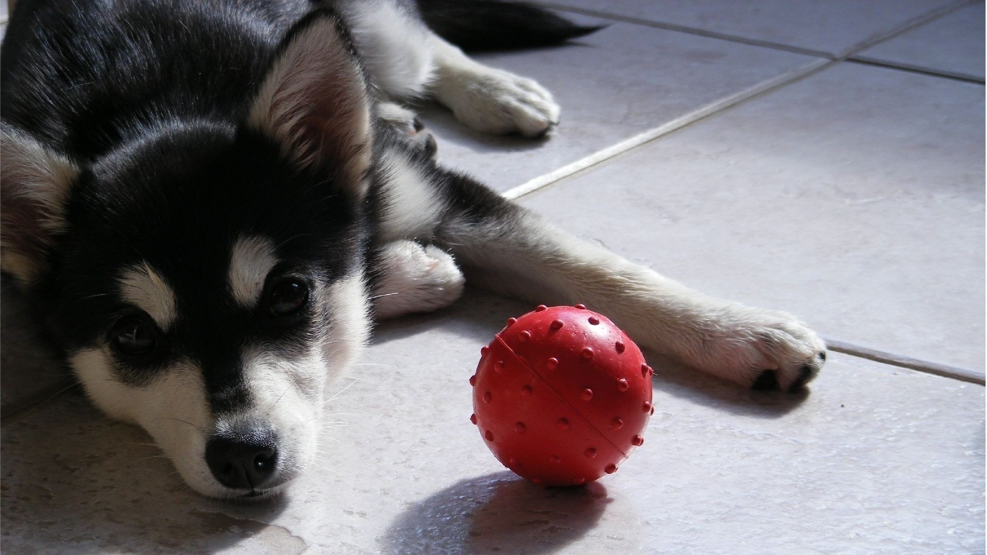 köpekler köpek sevimli portre memeli hayvan bir evde beslenen hayvan köpek eğitmeni doğa küçük tarama