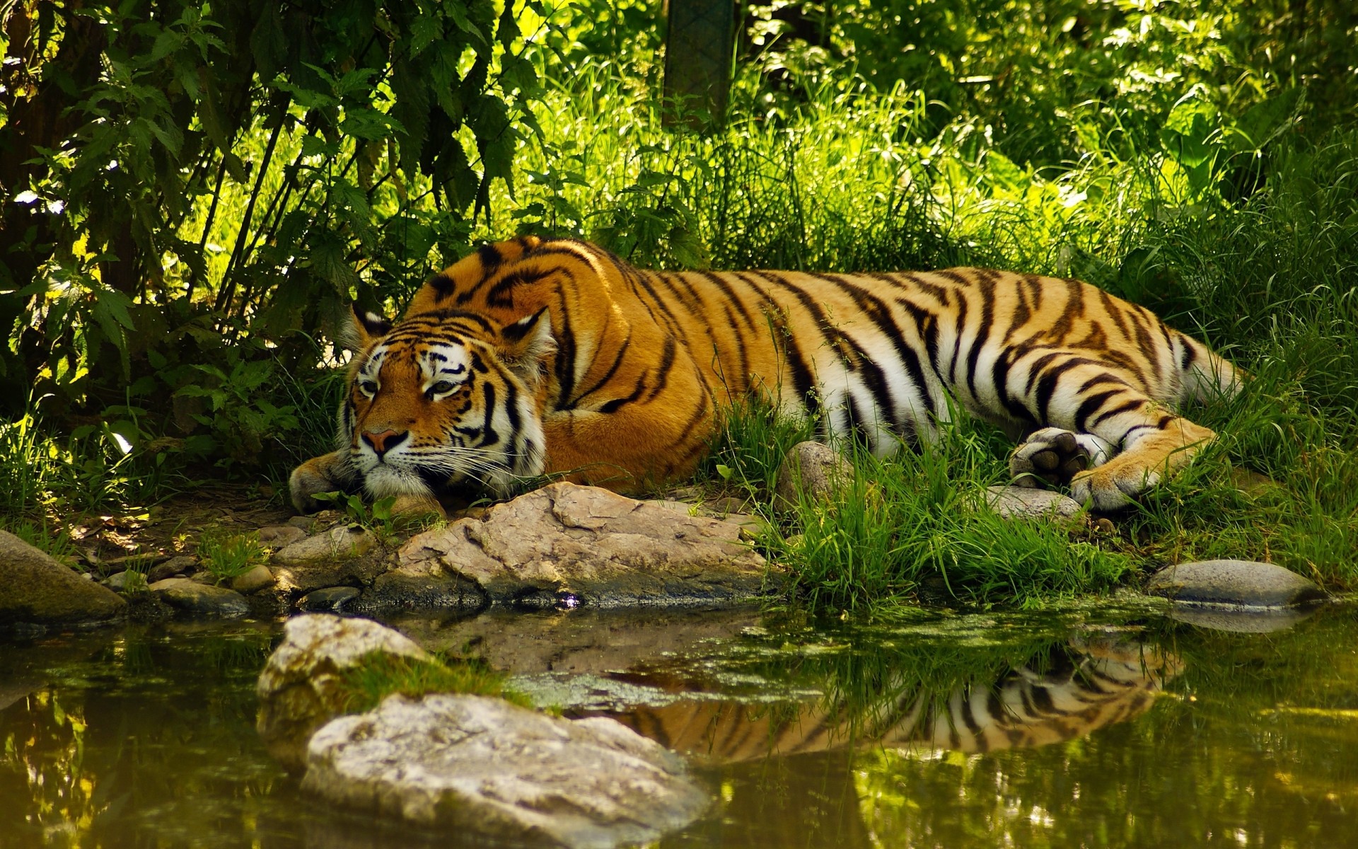 tiere tiger tierwelt katze säugetier dschungel zoo raubtier jäger safari suchen streifen wild aggression pelz gefahr natur böse tier jagd