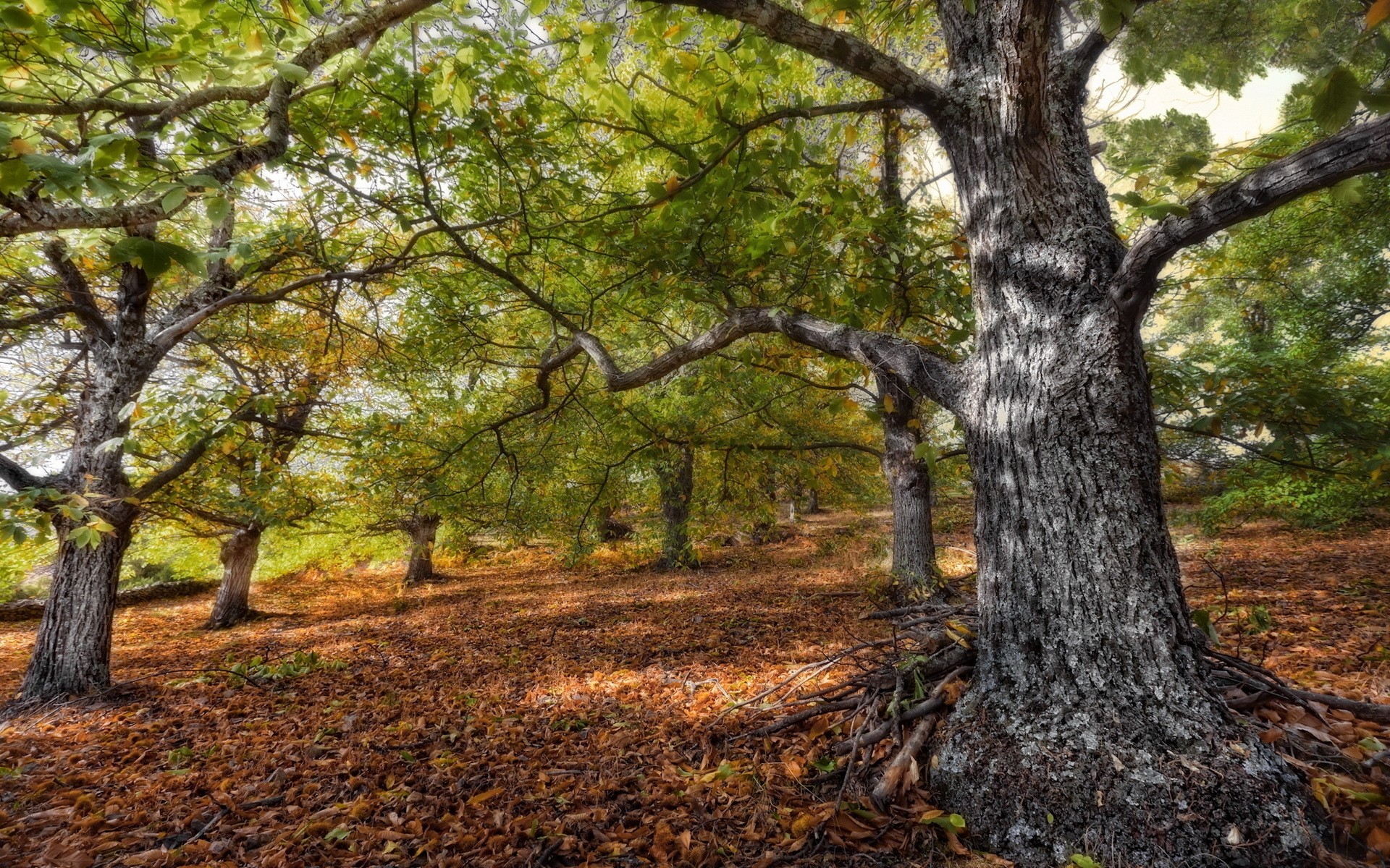 sonbahar ağaç ahşap doğa manzara yaprak sonbahar park gövde sezon açık havada ortamlar şube ağaç kabuğu doğal flora meşe güzel hava koşulları manzara çimen çimler orman eski ağaçlar yapraklar arka plan