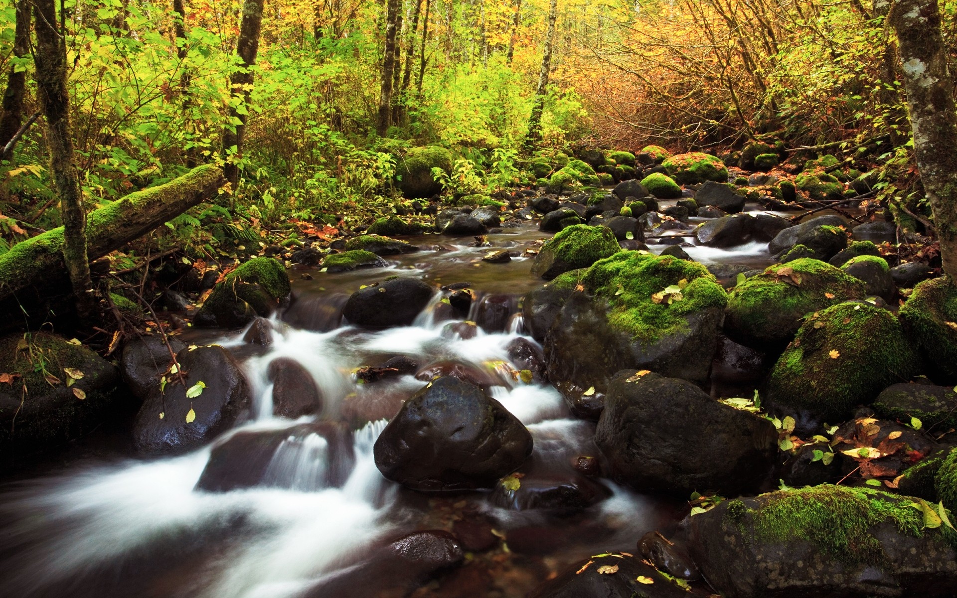 landscapes water fall stream river wood waterfall rock leaf nature creek moss landscape outdoors tree flow park motion stone cascade stones forest