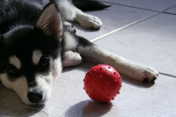 Un cachorro triste quiere jugar