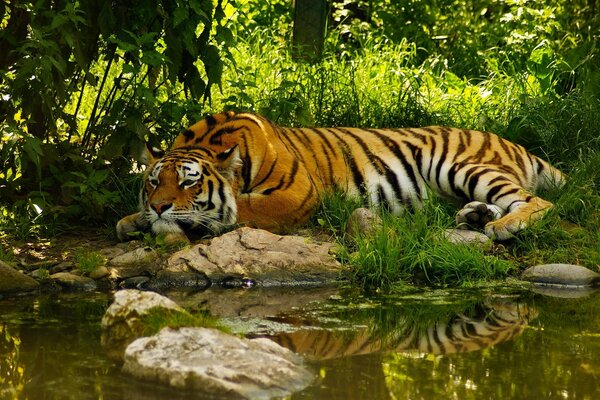 Tiger on the lake shore in the greenery of trees