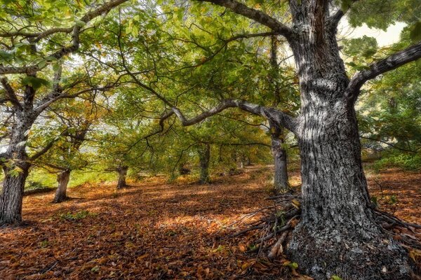 पेड़ों और गिरे हुए पत्तों के साथ पतझड़ का जंगल