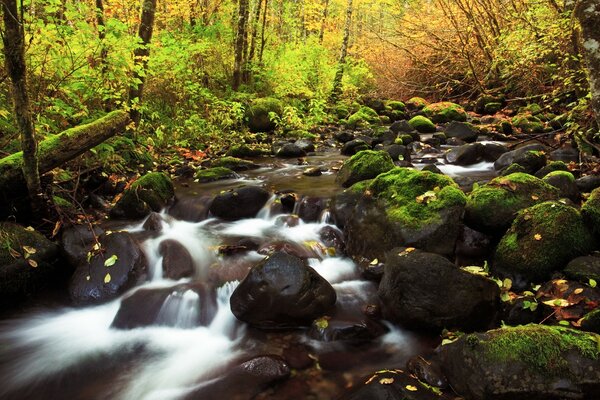 Autumn forest river with big stones