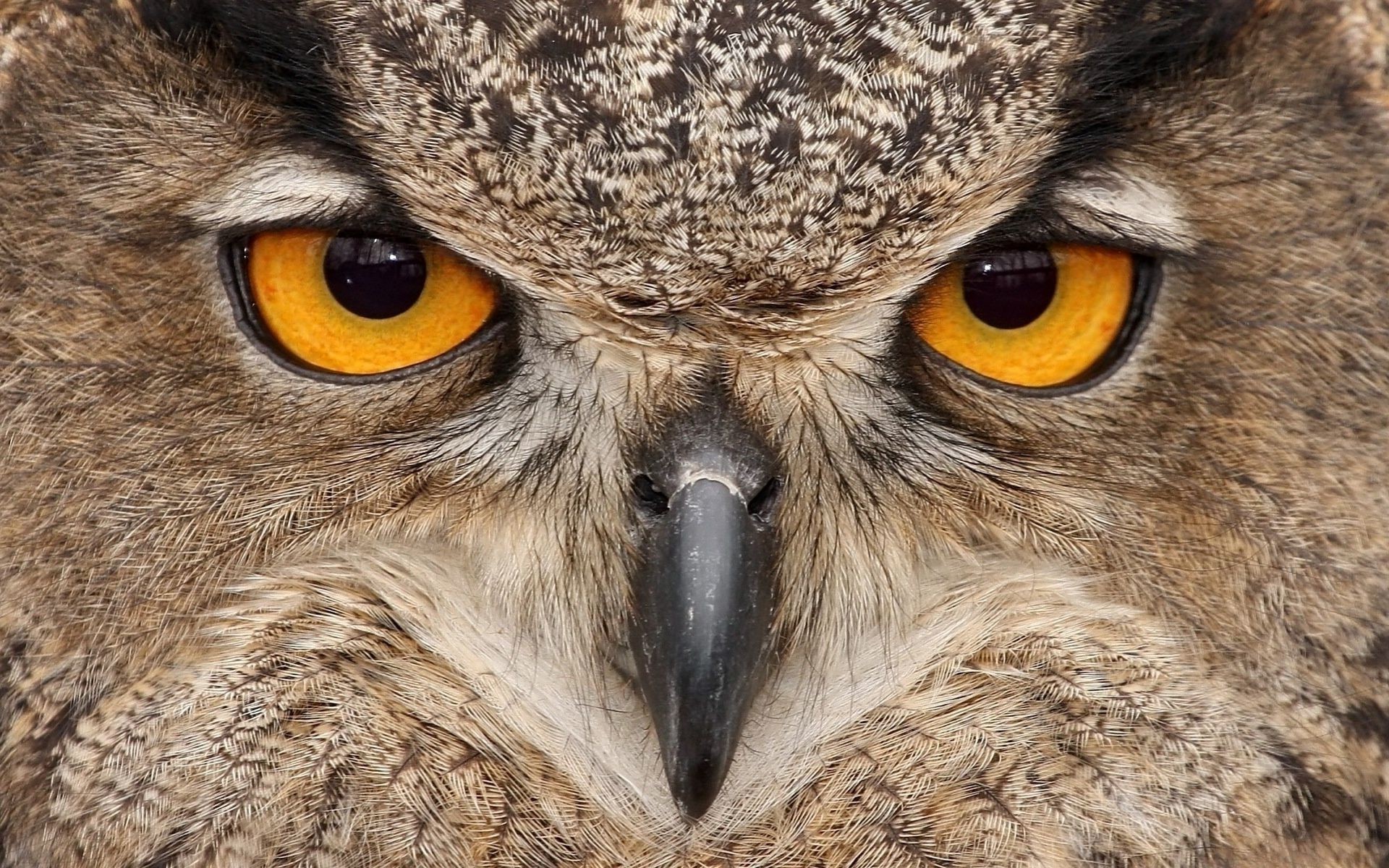 Owl beak eyes Bird Phone wallpapers