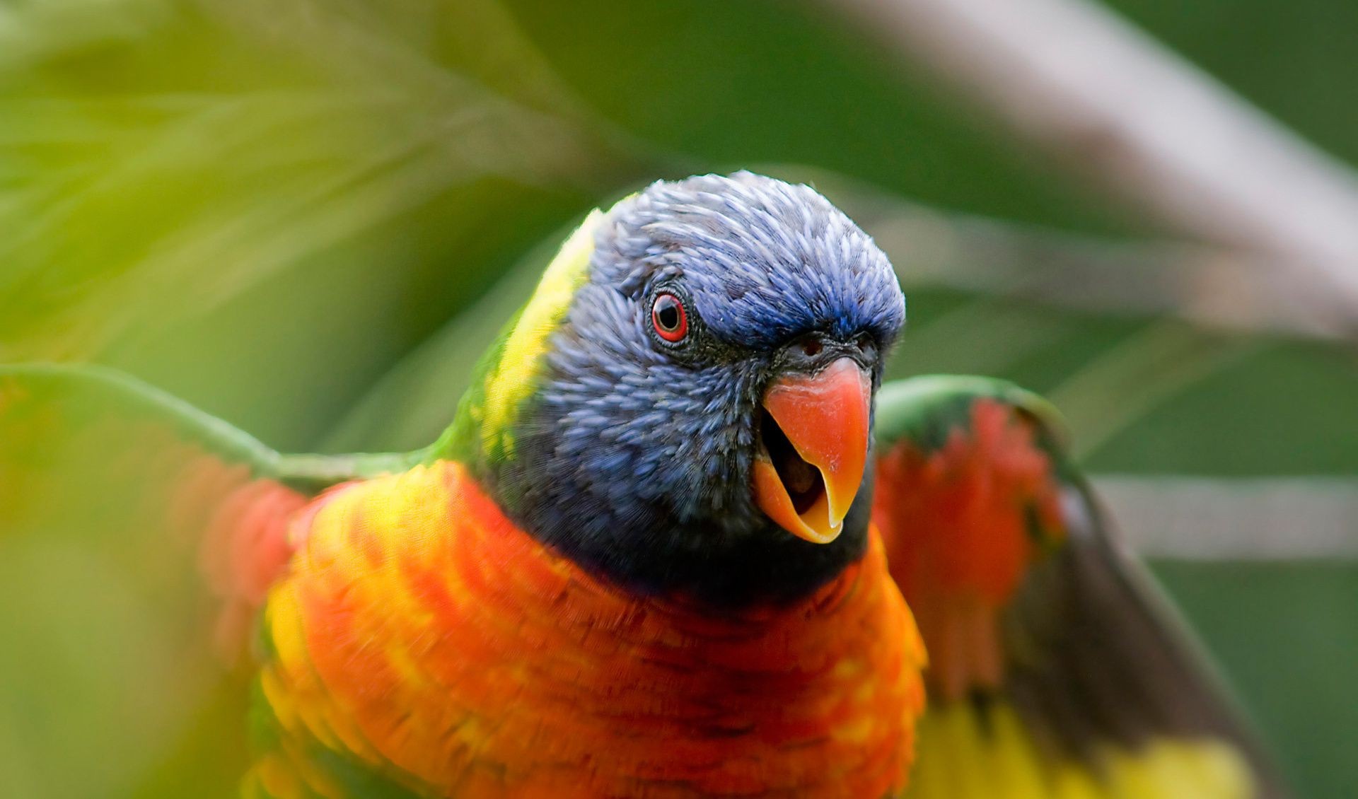 animales pájaro loro naturaleza vida silvestre pico animal color salvaje aviador ala tropical pluma al aire libre