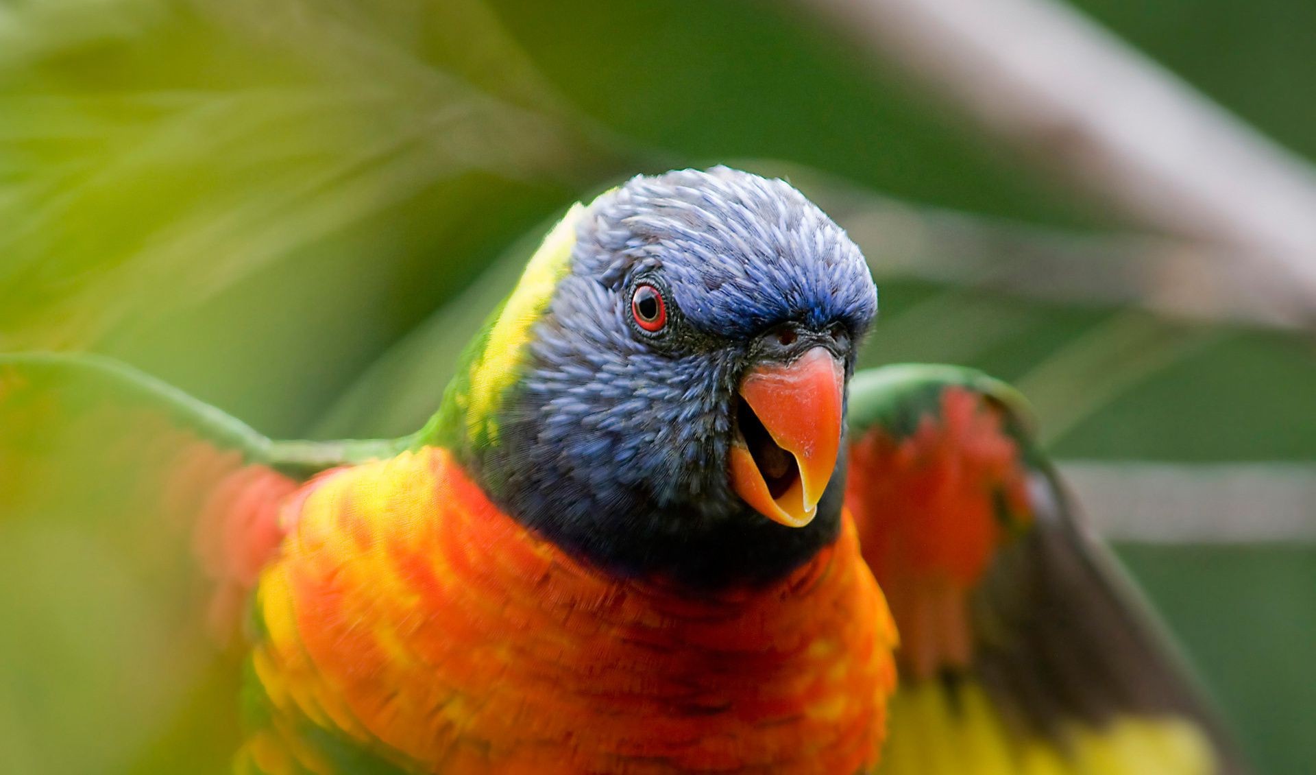 animals bird parrot nature wildlife beak animal color wild avian wing tropical feather outdoors