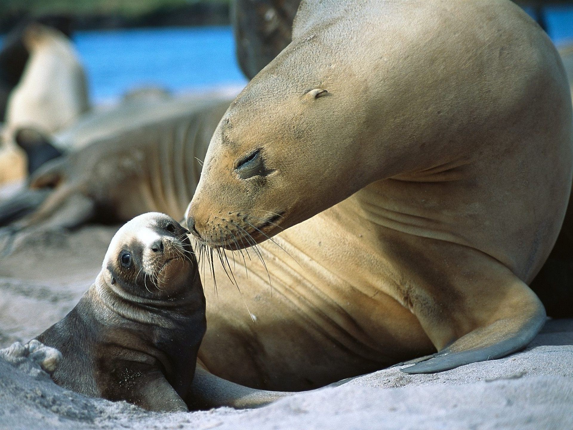 zwierzęta ssak pieczęć przyroda natura ocean zwierzę morze zoo morski portret woda dziki