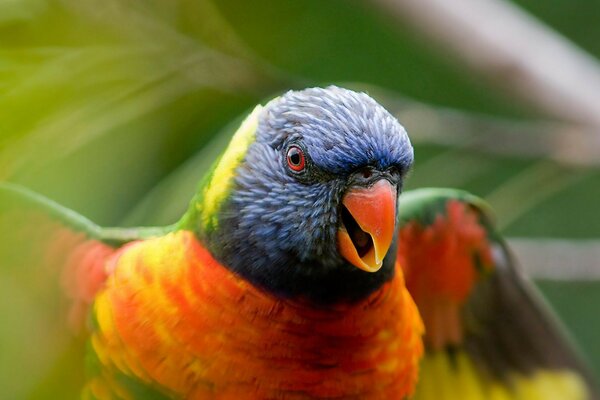 Parrot, wingspan. Wildlife