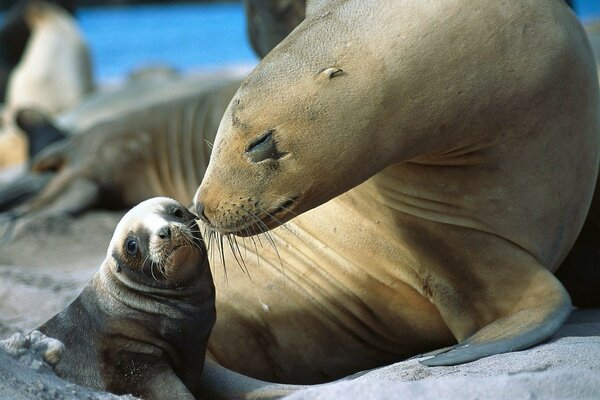 Madre e figlio in natura