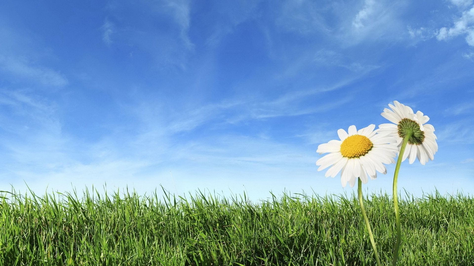 flowers grass hayfield field summer rural pasture lawn nature growth sun flora fair weather sky country scene environment countryside horizon soil