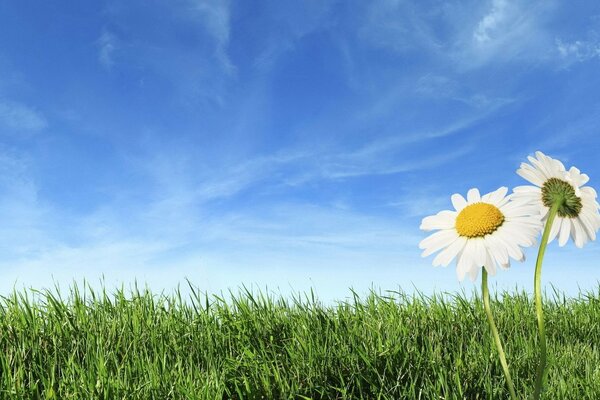 Daisies on a green field background