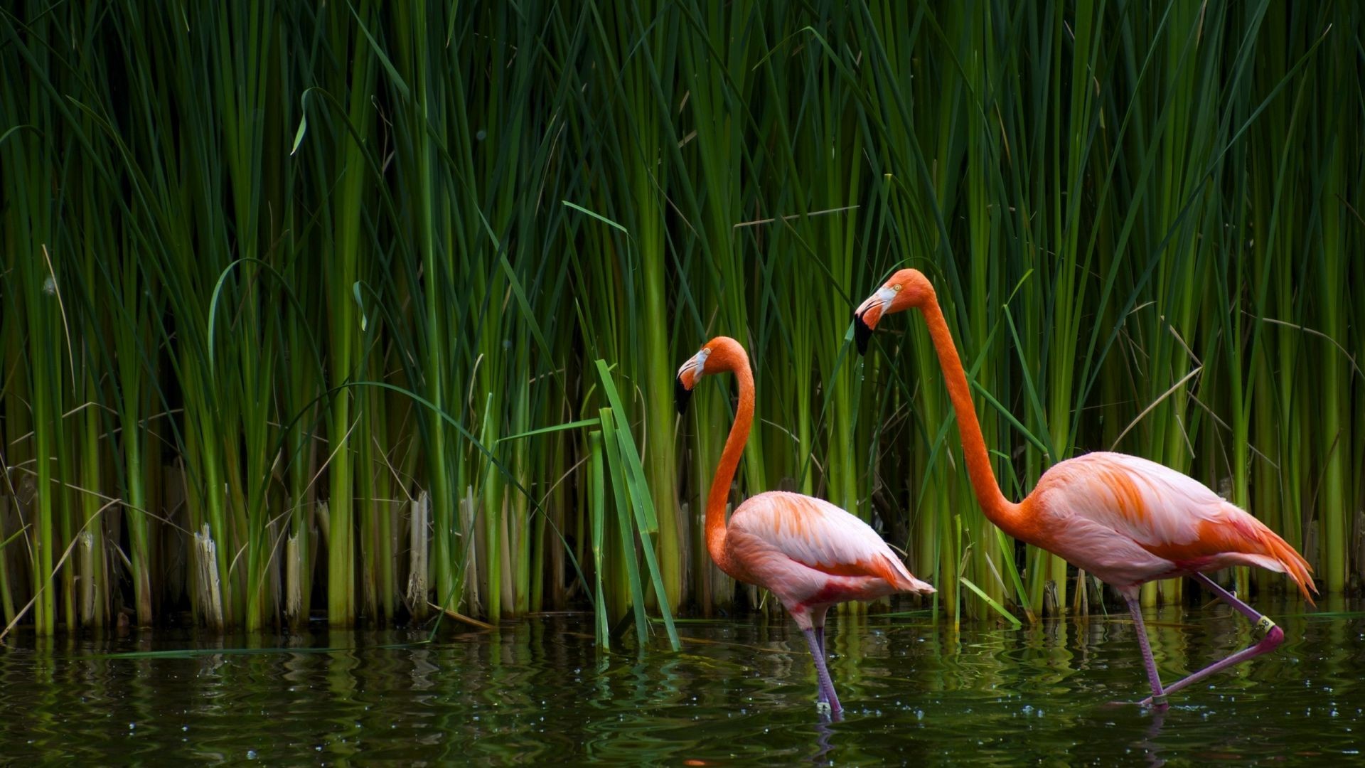 animals nature lake summer grass water pool color