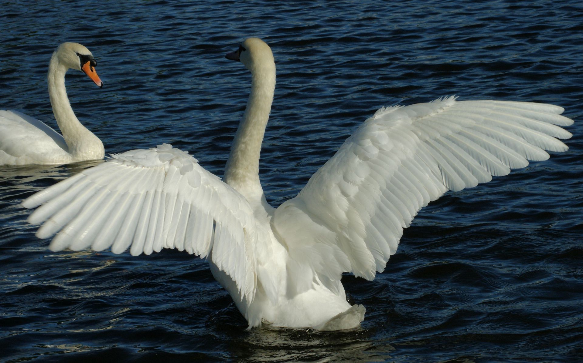 animaux cygne oiseau eau sauvagine lac nature plume oie oiseaux faune bec natation canard cou