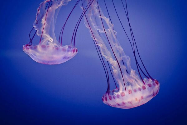 Medusas alegres en el mar