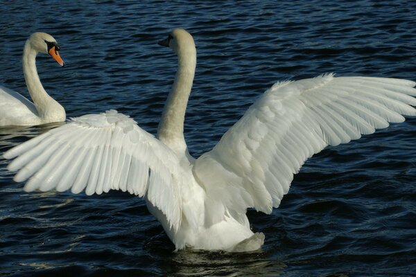 Paire de cygnes dans le lac bleu