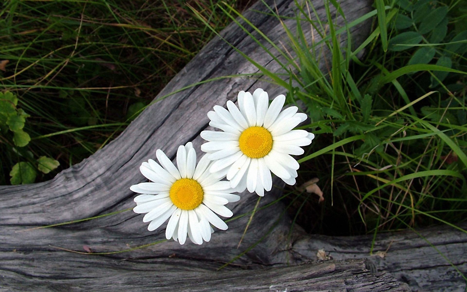 margaridas natureza flora flor jardim verão grama folha ao ar livre temporada close-up cor crescimento